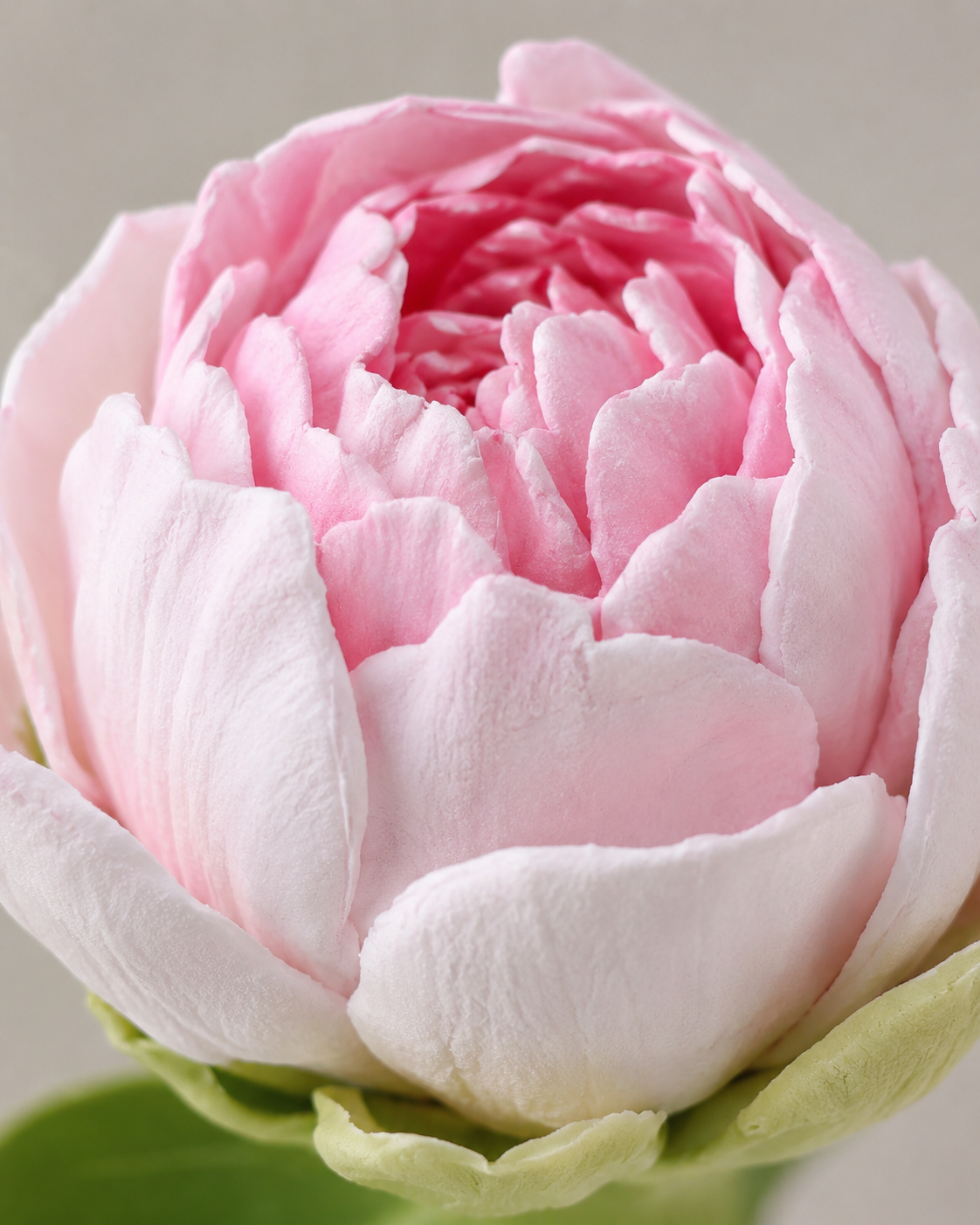 Detalle de flor Zefir